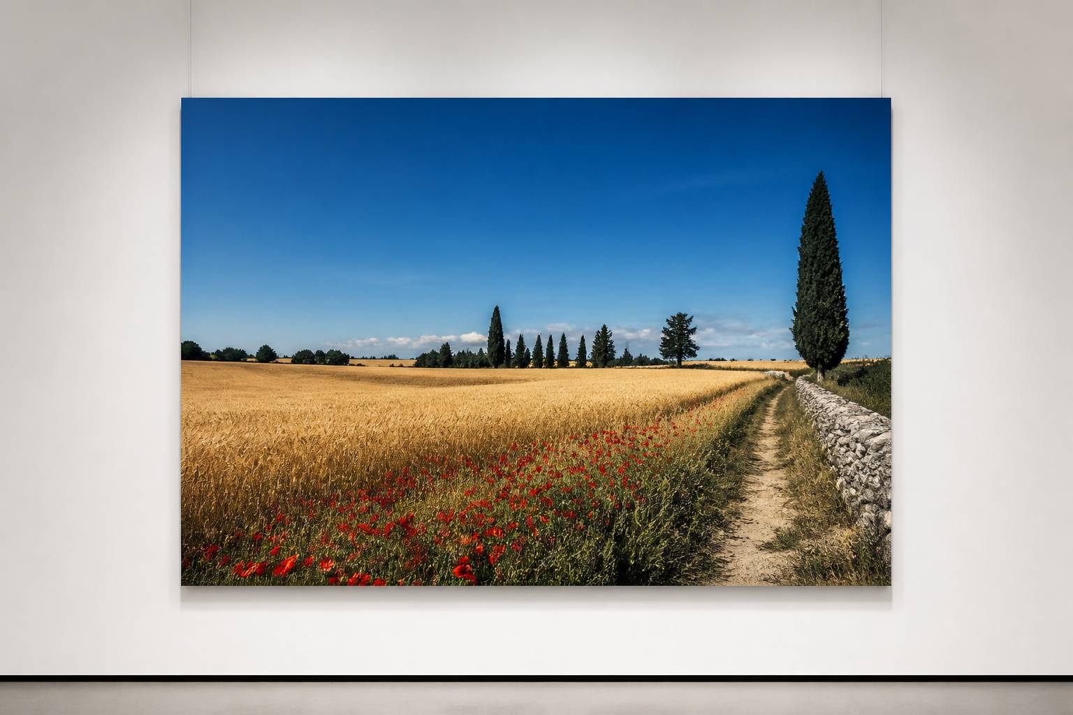 Champ de blé doré avec des cyprès et des coquelicots en Provence
